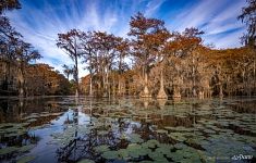 Bald cypress swamp