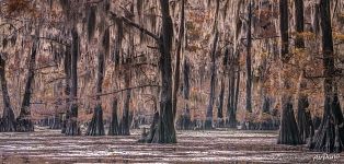 Among the big bald cypresses