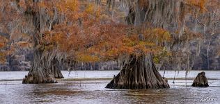 Bald cypresses in autumn