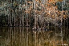 Bald cypress swamp