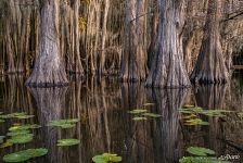 Reflection of cypresses