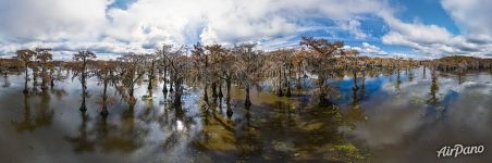 Cypress grove in Texas. Panorama