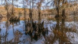 On a Texas pond