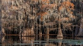 Bald cypress swamp