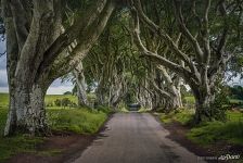 Dark Hedges