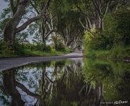 Dark Hedges