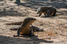 Komodo dragon