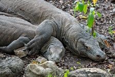 Couple of komodo dragons