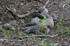 Komodo dragon mating