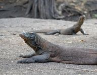 Komodo dragons