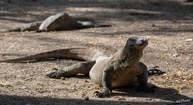 Komodo dragon in the Komodo National Park