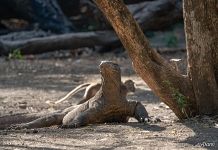 Komodo dragon Komodo dragon