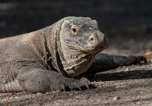 Komodo dragon