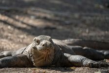 Komodo dragon