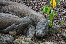 Couple of komodo dragons