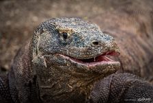 Komodo dragon