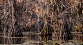 Bald cypress swamps, Louisiana-Texas, USA Bald cypress swamps, Louisiana-Texas, USA