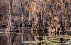 Bald cypress swamps, Louisiana-Texas, USA