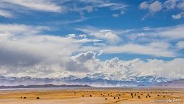 Yaks on Karakul Lake