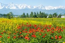 Poppies