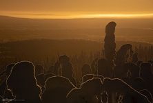 Evening silhouettes