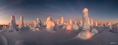 Panorama of the winter forest at sunrise. Kuntivaara