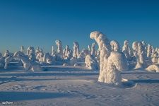 Forest in a snowy shell. Kuntivaara