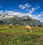 Cows in the Alps