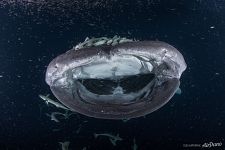 Whale shark surrounded by fishes