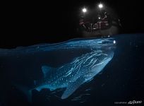 Whale shark