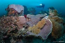 Raja Ampat, Indonesia