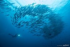 Diver and school of fish