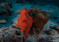 Red handfish, or thymichthys politus