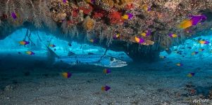 Barracuda and bright reef fish