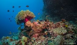 Gorgeous sea anemone and tropical fishes