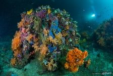 Corals and sponges