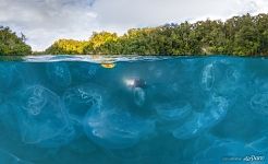 Jellyfish Bay, Raja Ampat, Indonesia