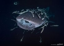 Whale shark, Maldives