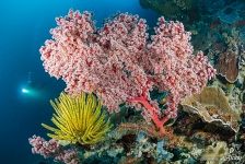 Colorful corals