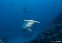 Hammerhead sharks