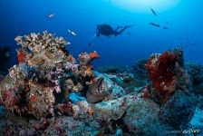 Moray eel hiding in a coral reef