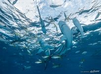 Sharks and yellowtail snappers