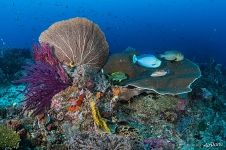 Fishes on a coral reef. Raja Ampat, Indonesia