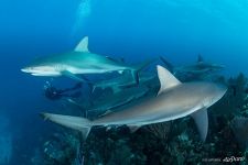 Sharks. Gardens of the Queen, Cuba