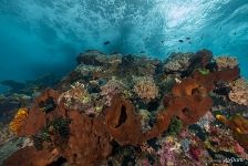 Coral reef and its inhabitants