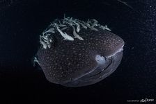 Whale shark, Maldives