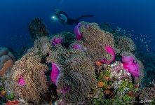 Sea anemones and fishes