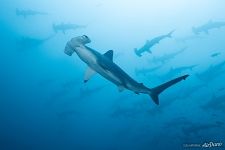 Hammerhead sharks