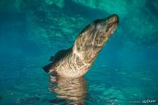 Sea lion. Sea of Cortez, Los Islotes Island