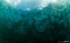 Jellyfish Bay, Raja Ampat, Indonesia